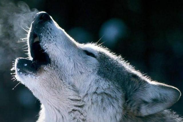 Волк хищник из семейства собачьих