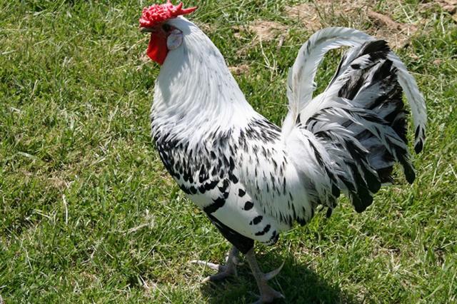 Защо пилето тича без глава, когато главата му е отрязана?